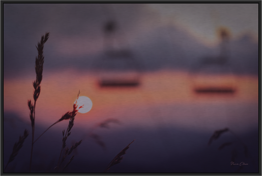 Sunset Grasses